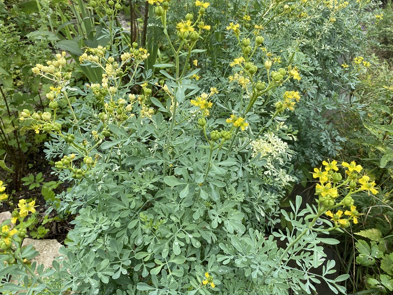 Bild einer Weinraute/Gartenraute/Ruta graveolens