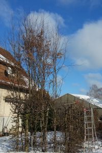 Bild einer Hainbuchenhecke beim Schnitt im Winter